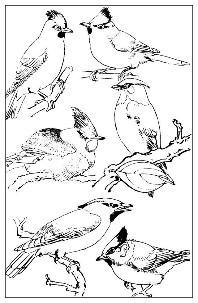美术资料孙其峰白描鸟类图谱精选第三辑