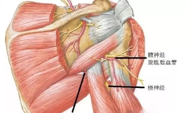 肩胛下神经图片