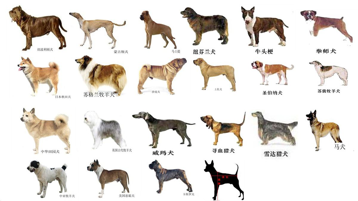 中国十大禁犬允许图片