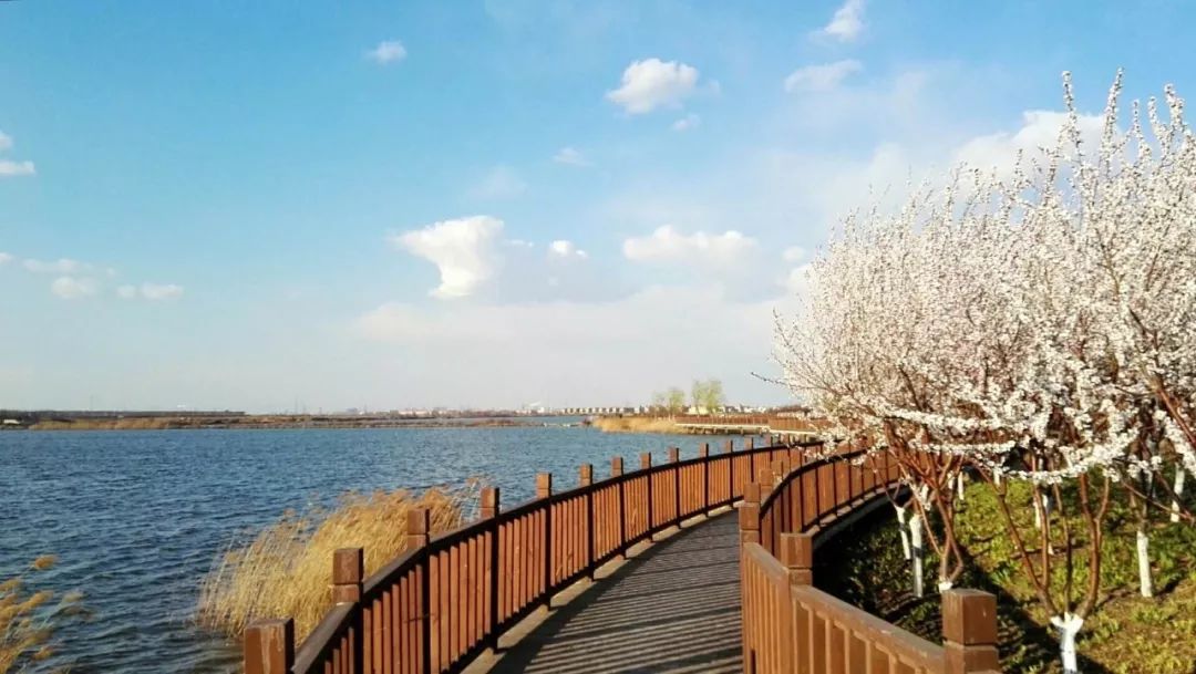 2019年天津新区绿化任务完成116%