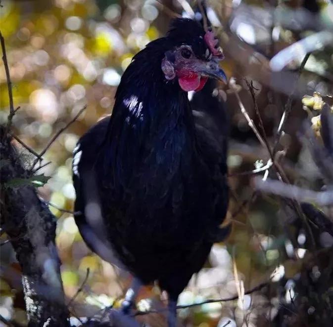 喝雪山泉水长大的鸡——舌尖上的尼西鸡