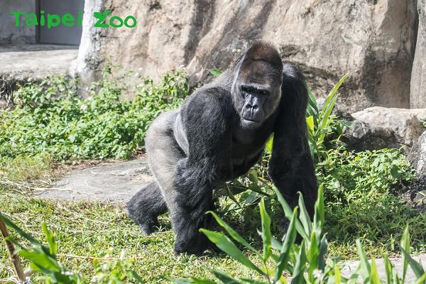 金刚猩猩「宝宝」3月飞荷兰!粉丝落泪道别「送红包」_动物园