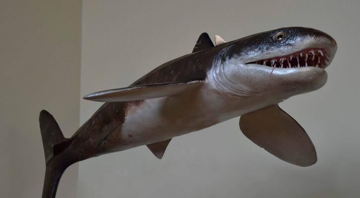 6亿年前,裂口鲨出现了.根据出土的化石标本,其体长在1.