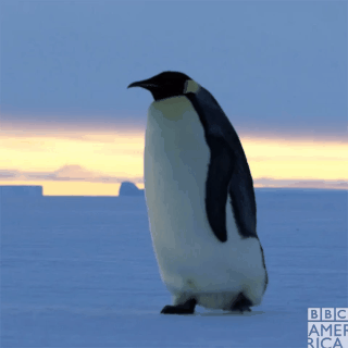 学学企鹅语?