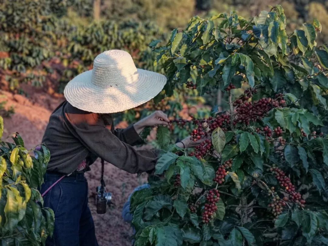 云南的咖啡从当年的12月到来年4月都是采摘期,基本可以采摘4次,一般来