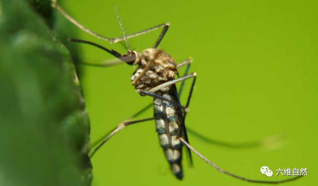 所以现在灭蚊最好从预防蚊子开始,清理容易滋生蚊子的杂草臭水沟等不