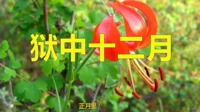 迟志强一曲狱中十二月唱出了在狱中艰难希望改好重新做人