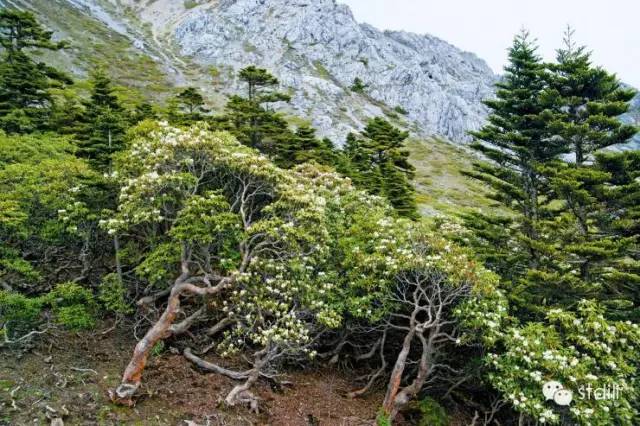 森林在这儿止住了脚步林线中国中国国家地理单之蔷