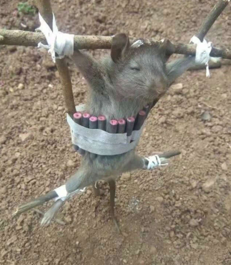 老鼠:遇到了狠人一块长树上的.披萨.