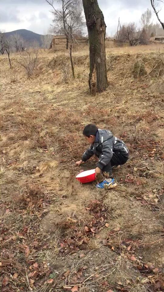 美丽靖边清明时节雨纷纷一群孩子们捡地软