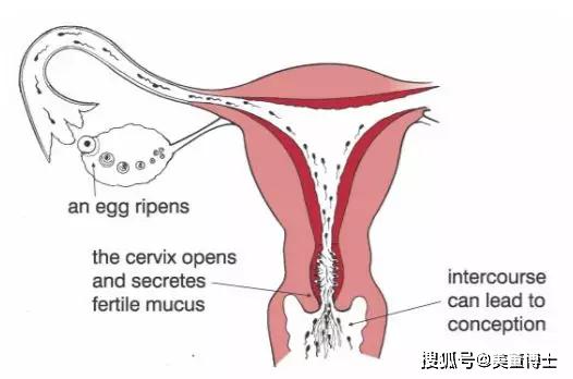 精子进入输卵管图片