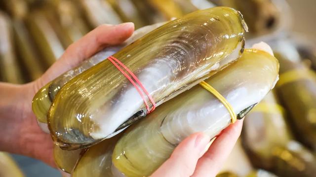 72 富贵蚌 72蛏子王吃起来肉质细嫩,一口咬下去