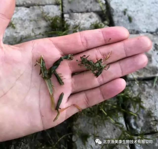 被禍害後的水草---伊樂草被禍害過的水草---水韭菜蜻蜓幼蟲的種類很多