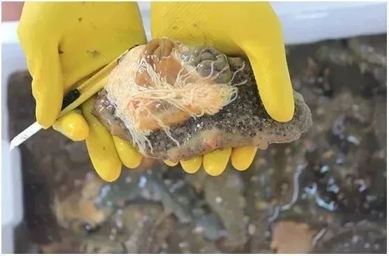 橘黄色的是海参卵,5年参龄的成年的海参才有.