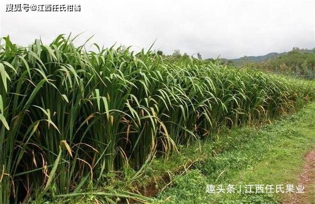 茭白,禾笋,茭瓜,茭笋,茭耙种植成本效益及市场前景分析