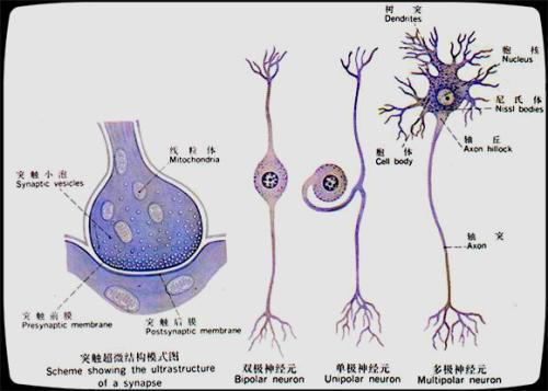 那么脱髓鞘到底应该怎么治疗呢?1