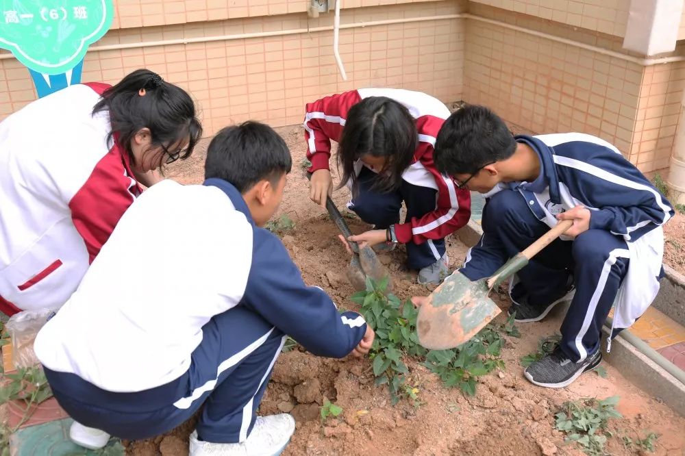 田间课堂让梦想开花一附试验田丰收季