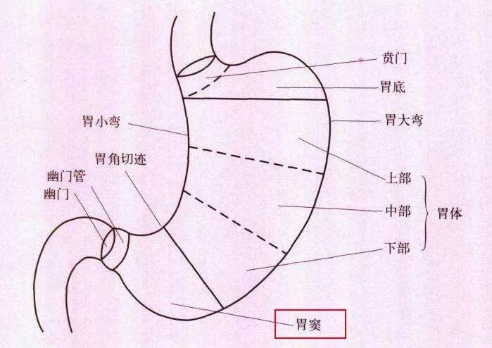 胃窦的结构图片图片