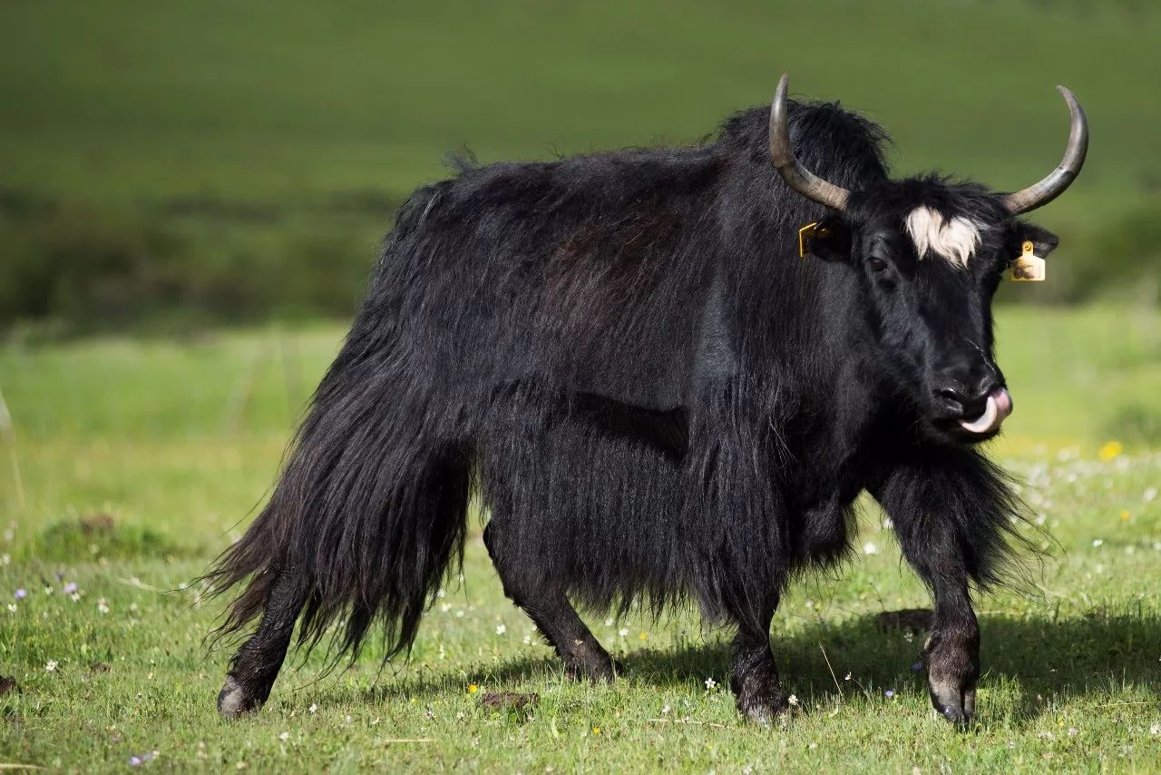 牦牛是什么牛和奶牛的区别