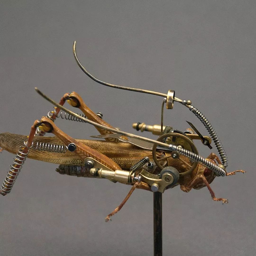 机械昆虫mikelibby