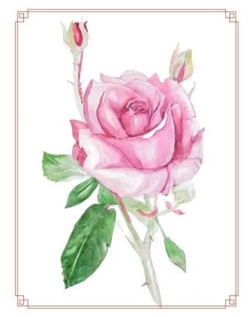 粉色玫瑰怎么画分步骤讲解教你画简单易学画好送你女朋友