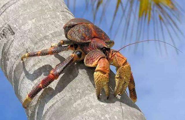 这种螃蟹其实是我们最近生活中频繁出现的一种螃蟹——椰子蟹,因为它