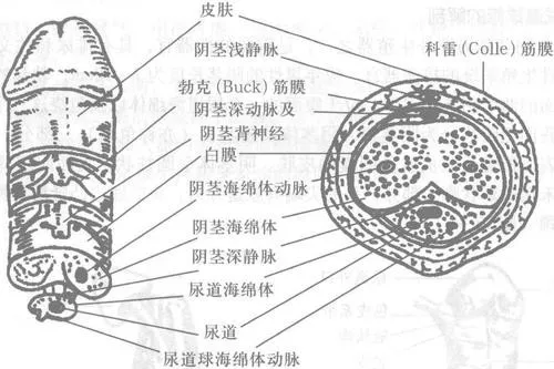 所谓骨折,其实是指在海绵体充血的状态下受直接外力作用,白膜撕裂.