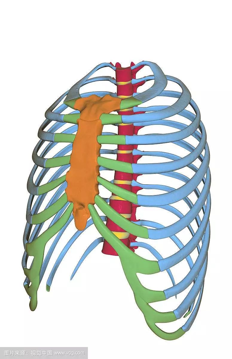 而腔体是由12对肋骨