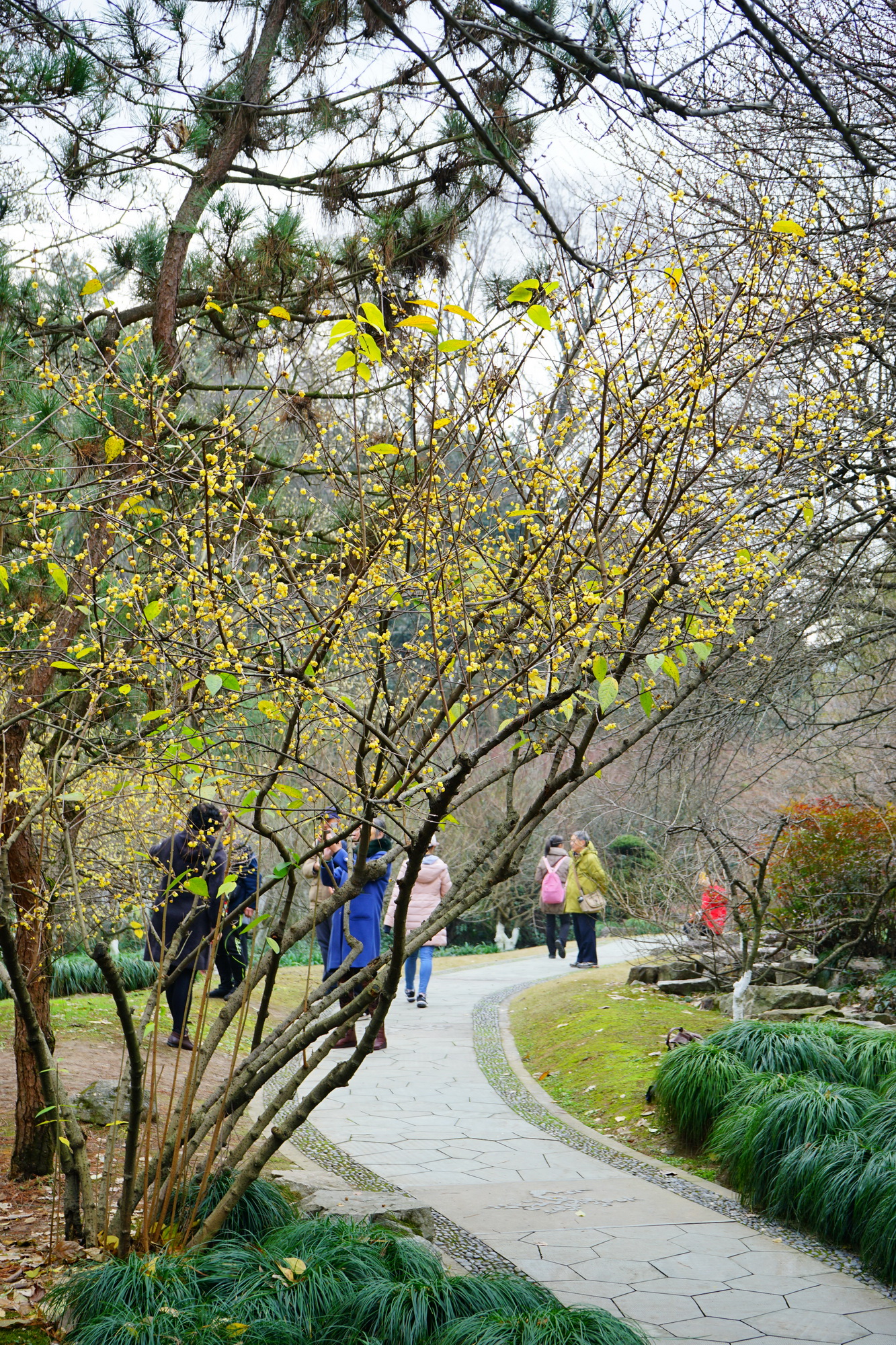 杭州植物园腊梅图片