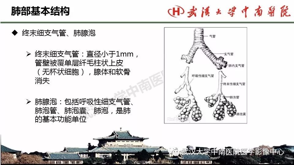 肺部影像解剖及基本概念基本病變