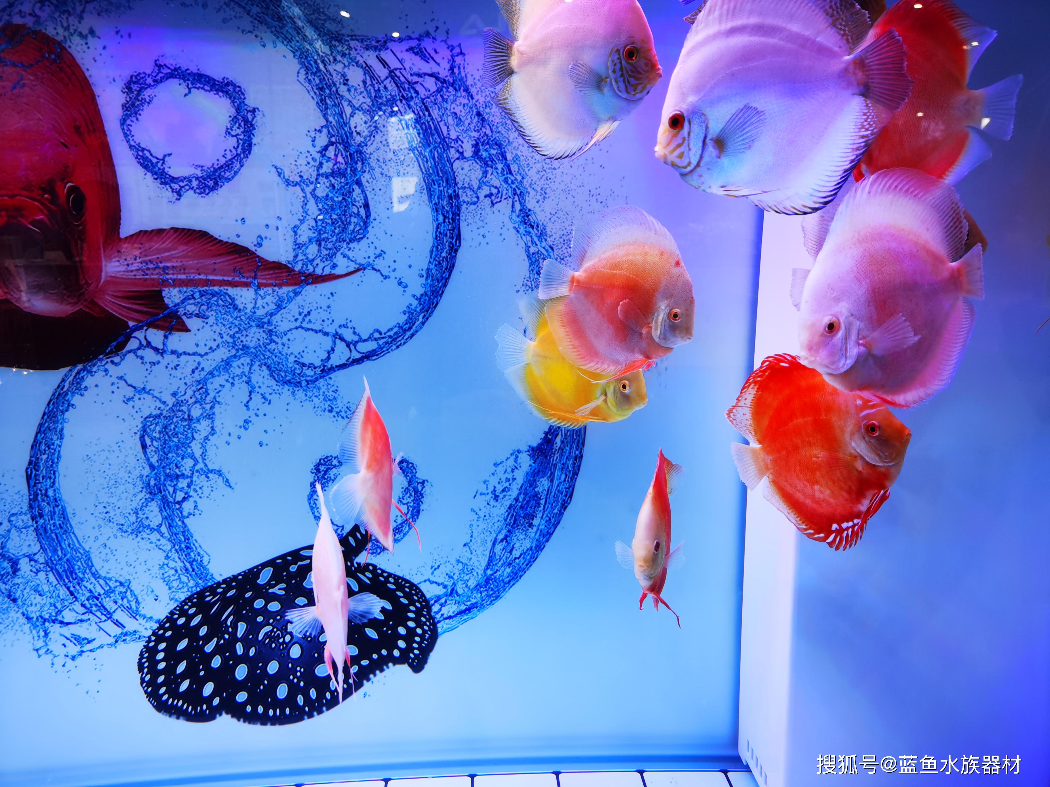 七彩神仙鱼美图图片