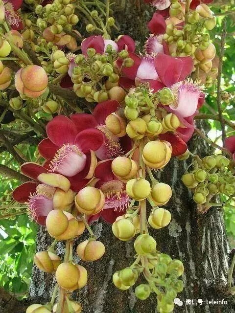 千年一见的菩提树开花见者得福