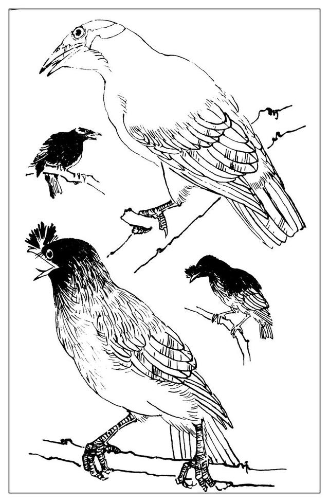 美术资料孙其峰白描鸟类图谱精选第三辑