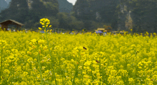 519_283gif 动态图 动图
