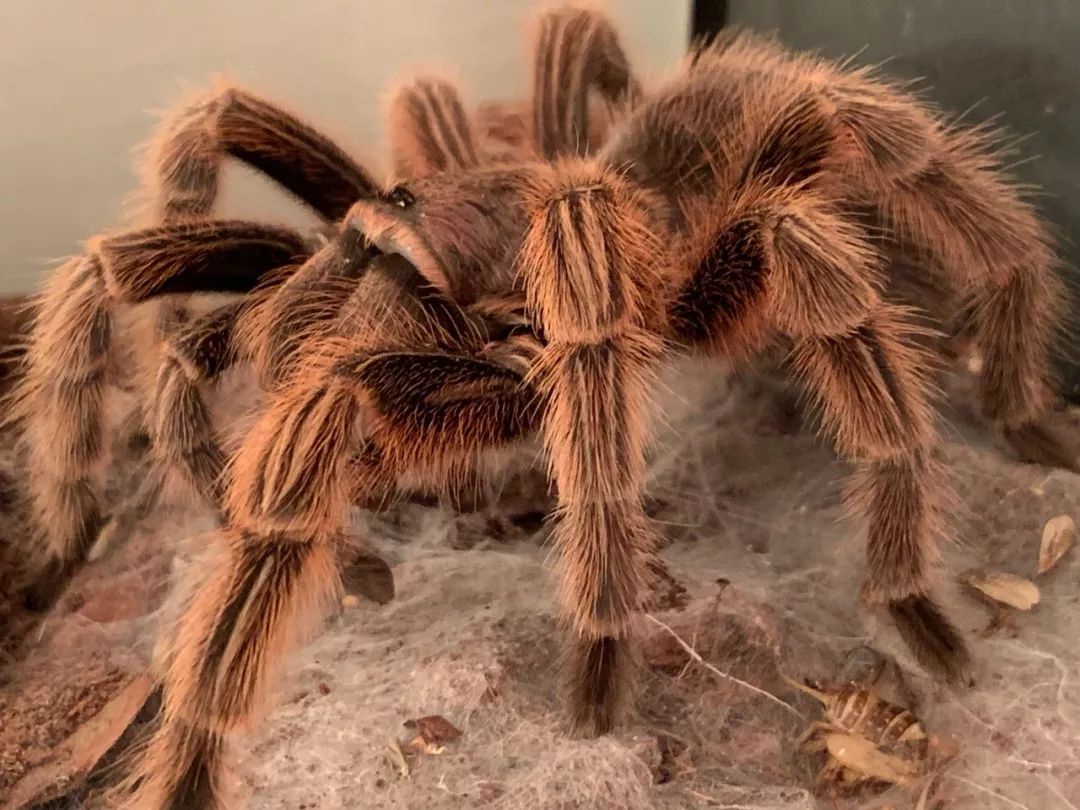 善良?昆虫与人类_科普