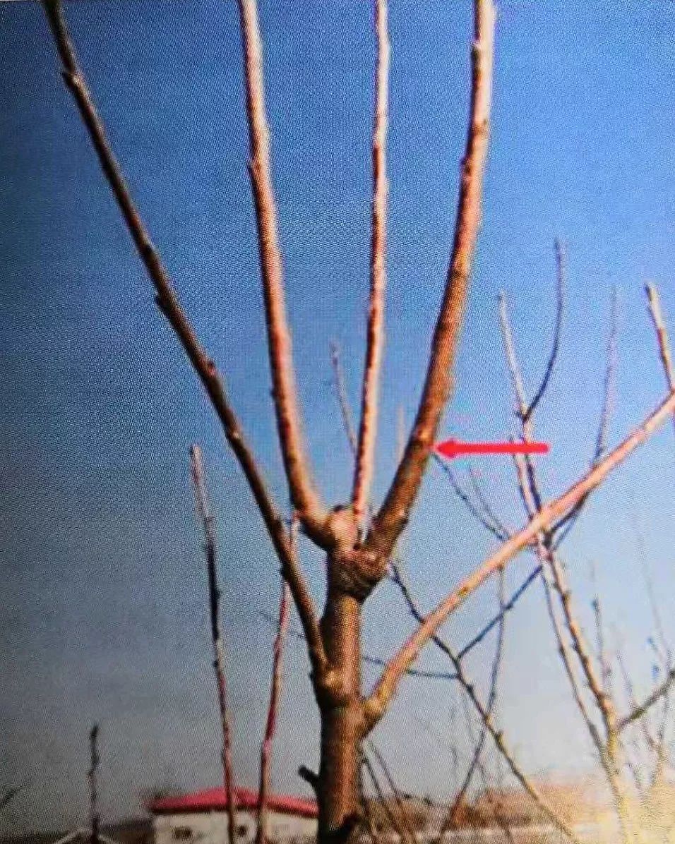 樱桃kgb树形修剪技术图片
