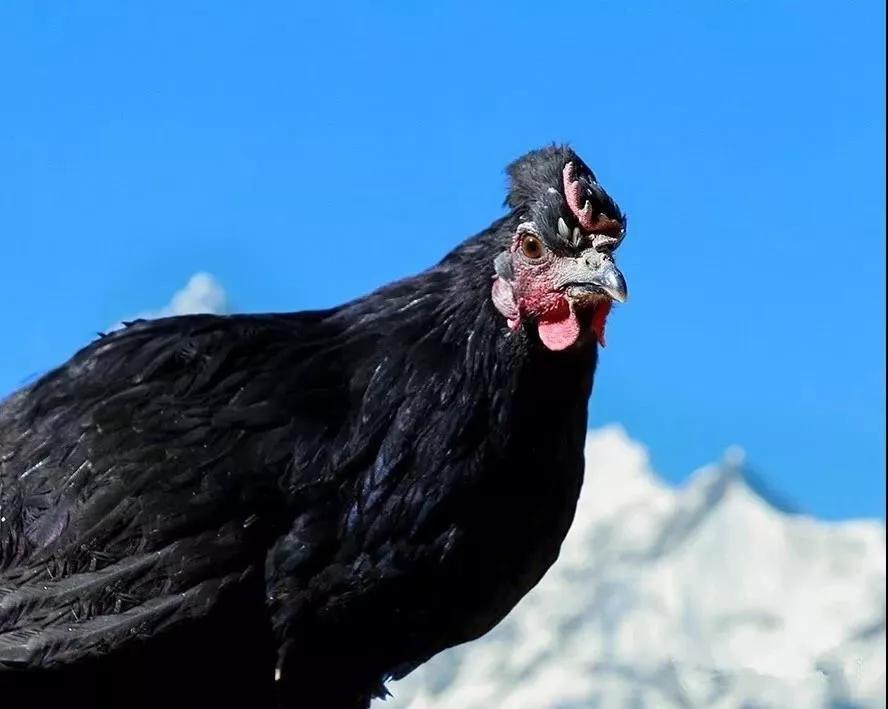 喝雪山泉水长大的鸡舌尖上的尼西鸡