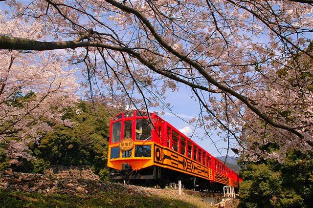 日本再過3個月這裡櫻花成海古寺花落現在預定最划算