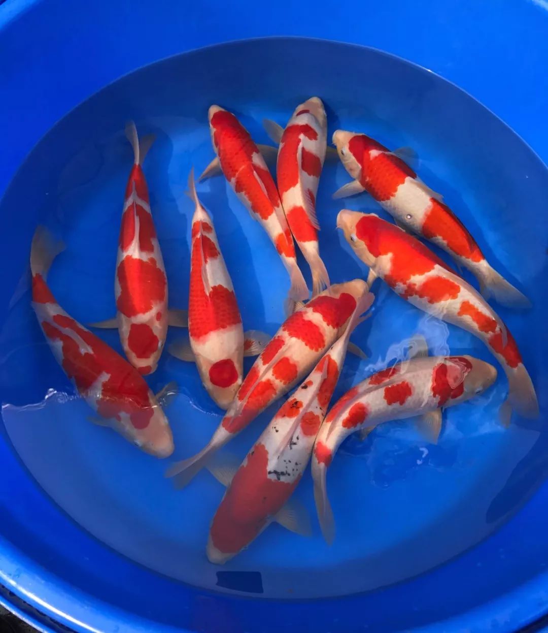 锦鲤界的老兵美源锦鲤团和有金矿