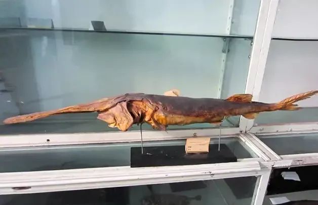 科普我是长江白鲟我走了这一走就是永别