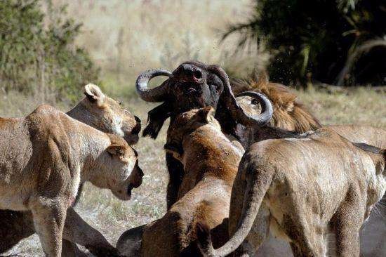 大自然变得越来越残酷了,就连在身处在野牛群里面也避免不了被狮子所
