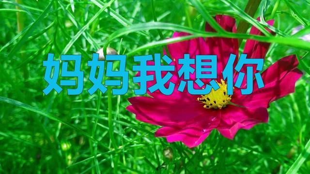 汤潮一首歌妈妈我想你让人忍不住想掉眼泪好想你妈妈