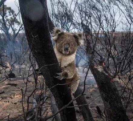 这场大火已经烧了数月,很多动物在火灾中被活活烧死,尸体堆了一路,仅