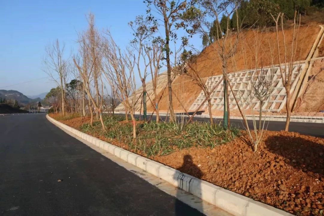 部分路段的绿化带种上花草树木