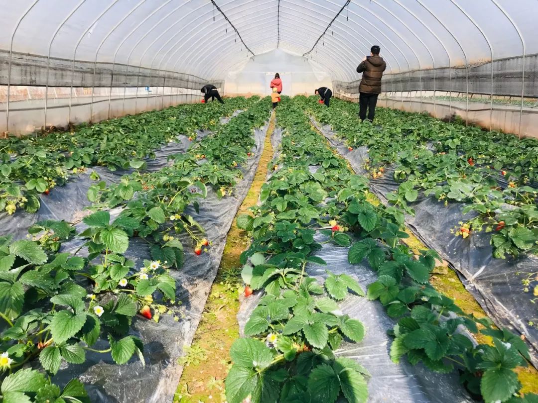 边采边吃!最新草莓采摘攻略来袭!→_庄园