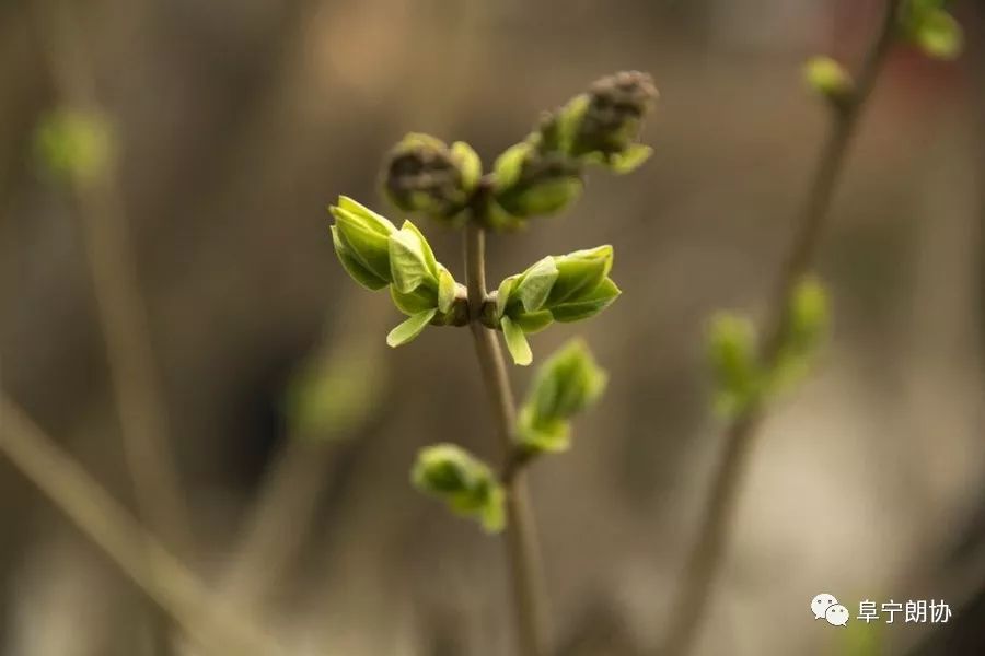 阜宁朗协射河之声儿童诗朗诵欣赏初春