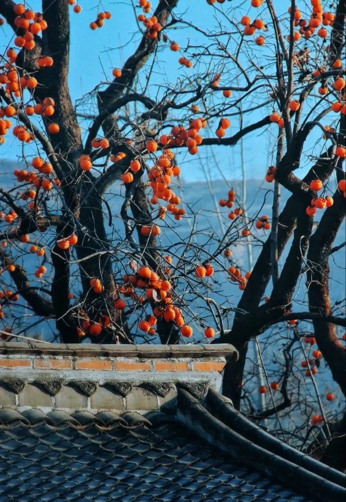 冬日里,山上的柿树那红彤彤的样子,真让人喜上心头