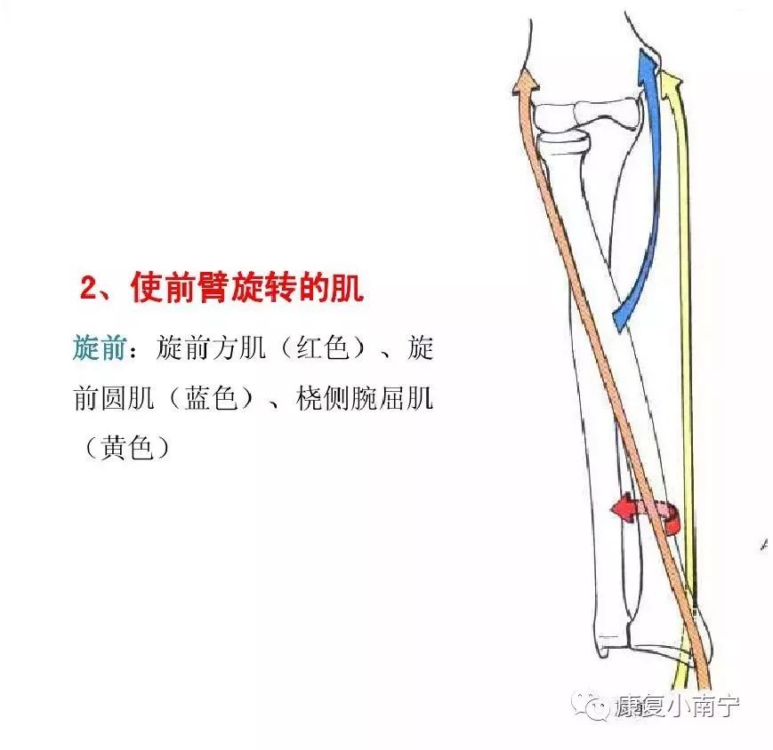 肌肉拉力线示意图图片