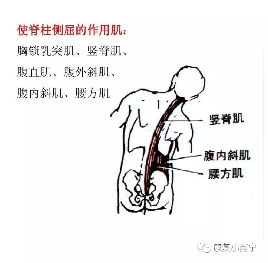 肌肉力线图解图片