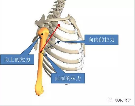 肌拉力线骨骼肌功能解剖学的分析法